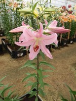 [4356 Chelsea DJ No101.JPG]